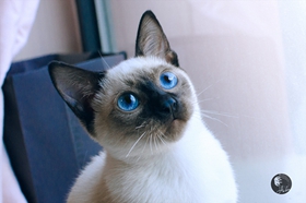 飼養(yǎng)暹羅貓有哪些好處 暹羅貓飼養(yǎng)好處