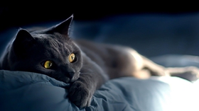 養(yǎng)俄羅斯藍貓之前要準備什么 藍貓飼養(yǎng)準備工作