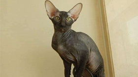 彼得禿貓?jiān)趺答B(yǎng) 彼得禿貓養(yǎng)護(hù)手冊(cè)