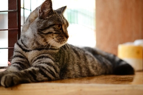 美國(guó)短毛貓吃什么 美短飲食習(xí)慣介紹