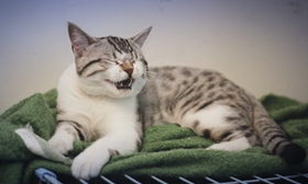 美國短尾貓吃什么好 美國短尾貓喂食指南