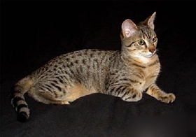 埃及貓吃什么 埃及貓喂食經(jīng)驗(yàn)