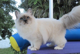 伯曼貓性格怎么樣 伯曼貓性格介紹