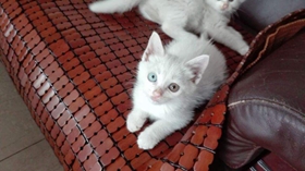 山東獅子貓幼貓一天吃多少粒貓糧