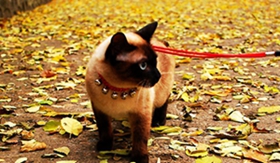 怎么飼養(yǎng)暹羅貓 暹羅貓飼養(yǎng)小技巧