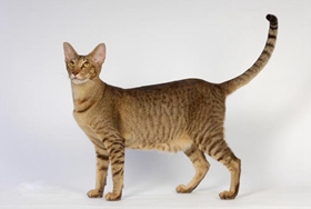 東方短毛貓性格如何 嫉妒心較強(qiáng)的貓