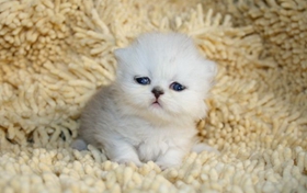 波斯貓?jiān)趺答B(yǎng) 波斯貓養(yǎng)護(hù)知識(shí)