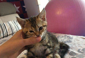 美國短尾貓?jiān)趺聪丛?美國短尾貓洗澡注意事項(xiàng)