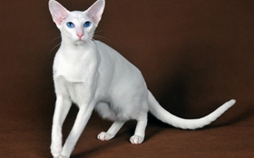 東方短毛貓毛發(fā)怎么護(hù)理 貓咪毛發(fā)護(hù)理技巧