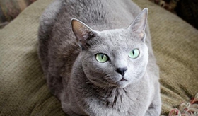 俄羅斯藍貓怎么洗澡 藍貓洗澡方法