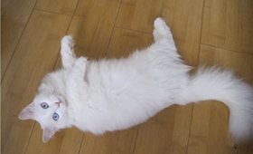 土耳其安哥拉貓粘人嗎 安哥拉貓習(xí)性介紹