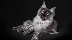 緬因貓掉毛怎么辦 緬因貓掉毛解決辦法