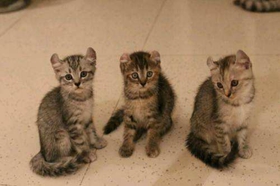 美國(guó)卷耳貓好養(yǎng)嗎 卷耳貓飼養(yǎng)要點(diǎn)