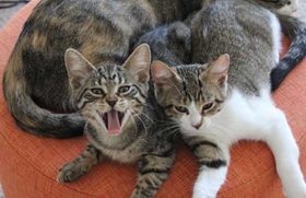 養(yǎng)中國貍花貓應(yīng)該注意什么 中國貍花貓飼養(yǎng)注意事項(xiàng)