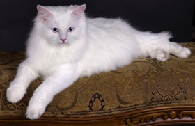 安哥拉貓飼養(yǎng)要注意什么 安哥拉貓飼養(yǎng)注意事項