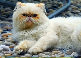 喜馬拉雅貓?jiān)趺答B(yǎng) 喜馬拉雅貓養(yǎng)護(hù)知識