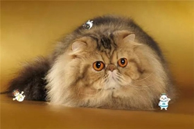 襤褸幼貓不能吃什么 襤褸幼貓喂養(yǎng)技巧