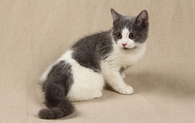 英國(guó)短毛貓多久洗一次澡 英短毛發(fā)清潔技巧