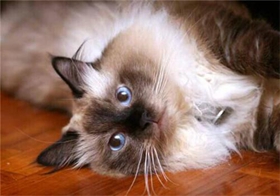 伯曼貓吃什么 伯曼貓喂養(yǎng)要求