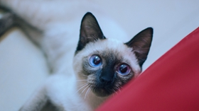 暹羅貓愛吃什么 暹羅貓喜愛食物介紹