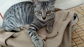 美國短尾貓掉毛怎么辦 美國短尾貓掉毛解決辦法