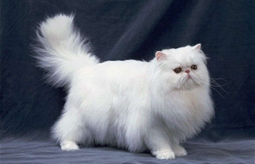英國(guó)長(zhǎng)毛貓?jiān)趺答B(yǎng) 英國(guó)長(zhǎng)毛貓禁忌食物介紹