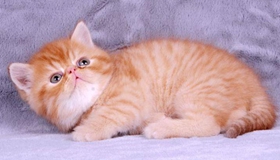 加菲貓?jiān)趺聪丛?異國(guó)短毛貓洗澡注意事項(xiàng)