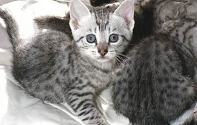 埃及貓掉毛怎么辦 埃及貓毛發(fā)護(hù)理方法