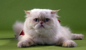 波斯貓毛發(fā)怎么打理 波斯貓美容知識(shí)
