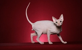 加拿大無毛貓怎么洗澡 斯芬克斯貓喂養(yǎng)記