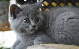 英國(guó)短毛貓?jiān)趺答B(yǎng) 英短喂養(yǎng)秘訣