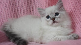 襤褸貓性格怎么樣 襤褸貓性格介紹