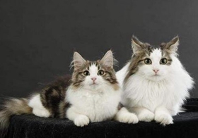 挪威森林貓好養(yǎng)嗎 飼養(yǎng)注意事項(xiàng)