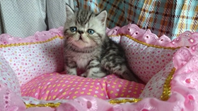 加菲貓?jiān)趺次构揞^ 異國(guó)短毛貓罐頭選購(gòu)技巧