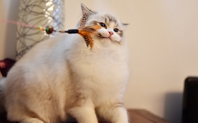 布偶貓掉毛怎么辦 布偶貓掉毛原因