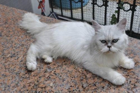 金吉拉貓能吃狗糧嗎 不要讓貓吃狗糧