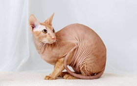 如何訓(xùn)練彼得禿貓不記仇 彼得禿貓記仇解決辦法