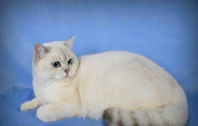 重點(diǎn)色短毛貓?zhí){(diào)皮怎么辦 重點(diǎn)色短毛貓調(diào)皮訓(xùn)練方法