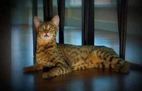 阿舍拉貓?jiān)趺从?xùn)練 阿舍拉貓訓(xùn)練技巧