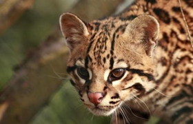 怎么糾正豹貓攻擊行為 豹貓攻擊行為糾正訓練