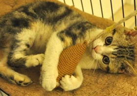 如何刺激馬恩島貓 馬恩島貓刺激訓(xùn)練方法