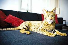 阿舍拉貓不會(huì)用貓爬架怎么辦 貓爬架使用訓(xùn)練法