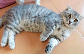 曼基康貓如何訓(xùn)練 曼基康貓正確訓(xùn)練方法