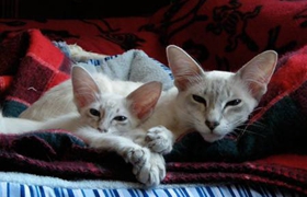 如何讓爪哇貓學(xué)會(huì)開(kāi)門(mén) 爪哇貓開(kāi)門(mén)訓(xùn)練方法