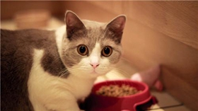 怎樣訓(xùn)練馬恩島貓在固定地方大小便