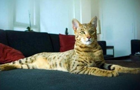 怎么訓(xùn)練阿舍拉貓不抓沙發(fā) 阿舍拉貓抓沙發(fā)解決辦法