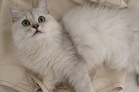 蒂凡尼貓犯錯怎么辦 蒂凡尼貓犯錯教育法