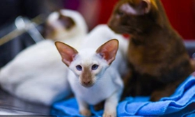 怎么訓練彼得禿貓 彼得禿貓訓練方法