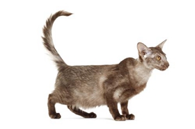 怎么訓(xùn)練爪哇貓睡貓窩 幼貓訓(xùn)練注意事項(xiàng)