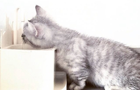 曼基康貓會跳環(huán)嗎 曼基康貓?zhí)h(huán)訓(xùn)練